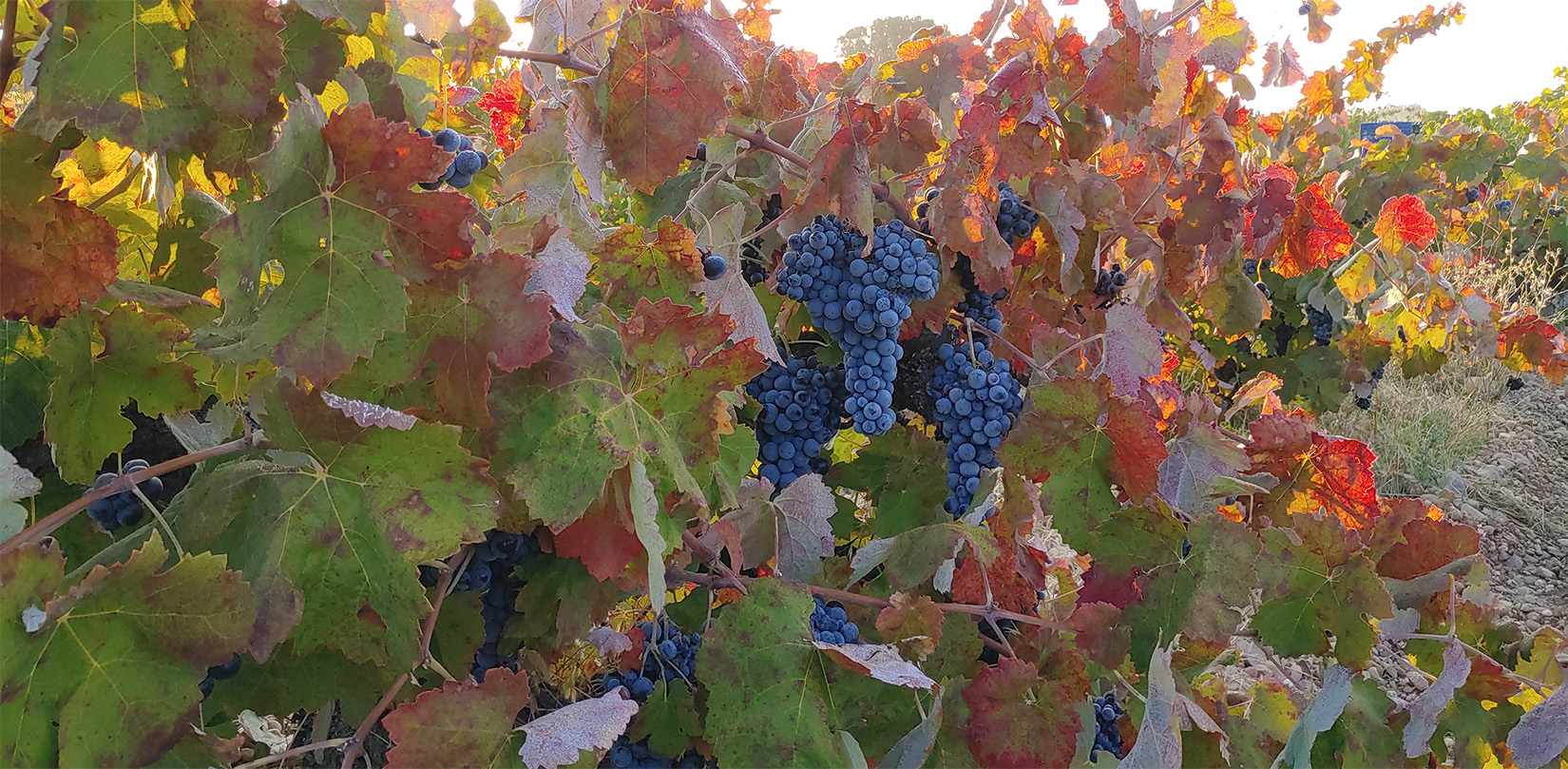 viñedo-3